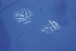 Preview: On a smooth blue surface, two footprints are visible, left with a white material. The prints show the shape of shoes.