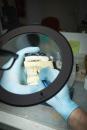 Preview: A hand with blue gloves is holding a dental model under a magnifying glass. The model displays white teeth and a jaw. In the background, work tools and a blurred environment can be seen.